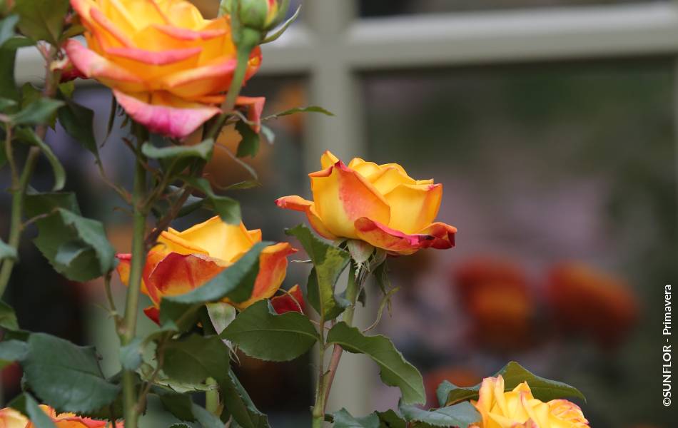 ©SUNFLOR - Primavera